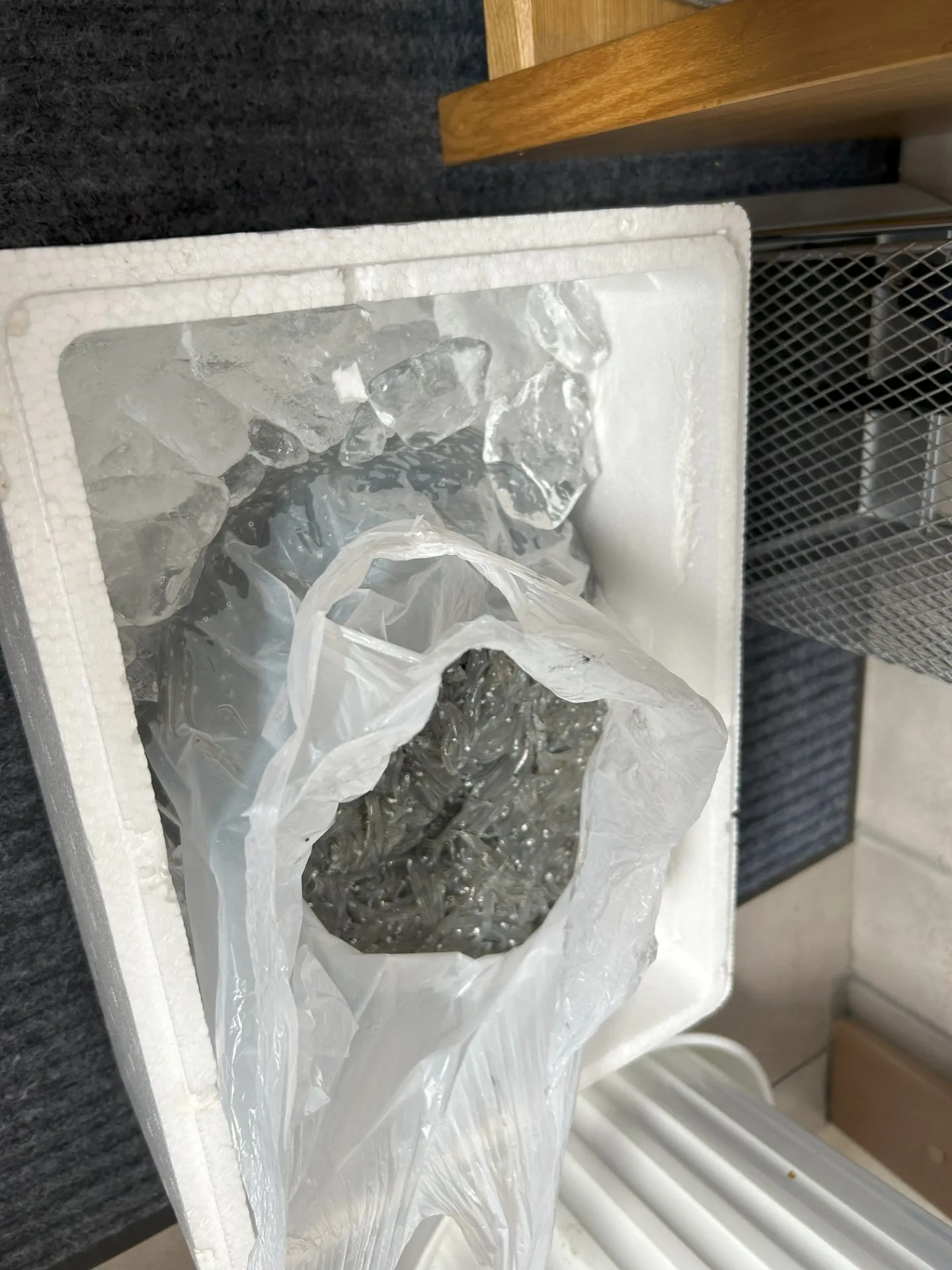 生のしらすをいただきました